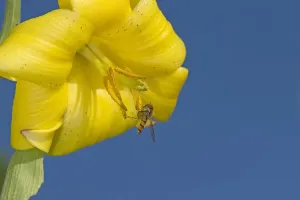 Marmalade Hoverfly Feeding on Caucasian Lily Pollen Print