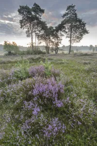Heather (Calluna vulgaris) at dawn, with distant Klein Schietveld, Brasschaat, Belgium Heather (Calluna vulgaris) at dawn, with distant Klein Schietveld, Brasschaat, Belgium