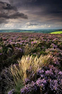 Heather and moorland view, near Birch tor, Dartmoor NP, Devon, UK, August 2008 Heather and moorland view, near Birch tor, Dartmoor NP, Devon, UK, August 2008