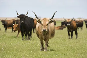 Heck cattle group, Oostvaardersplassen, Netherlands, June 2009 Heck cattle group, Oostvaardersplassen, Netherlands, June 2009