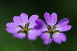 Two Hedgerow cranesbills (Geranium pyrenaicum) flowers, Larochette, Mullerthal, Luxembourg Two Hedgerow cranesbills (Geranium pyrenaicum) flowers, Larochette, Mullerthal, Luxembourg