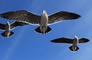 Heermanns Gulls (Larus heermanni) in flight. Ensenada, Baja California Peninsula Heermanns Gulls (Larus heermanni) in flight. Ensenada, Baja California Peninsula