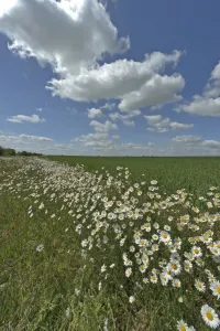 Herb rich conservation margin around farmland with Ox-eye daisies (Leucanthemum vulgare) Herb rich conservation margin around farmland with Ox-eye daisies (Leucanthemum vulgare)