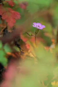 Herb robert (Geramium robertianum) in flower, Roudenhaff, Mullerthal, Luxembourg Herb robert (Geramium robertianum) in flower, Roudenhaff, Mullerthal, Luxembourg