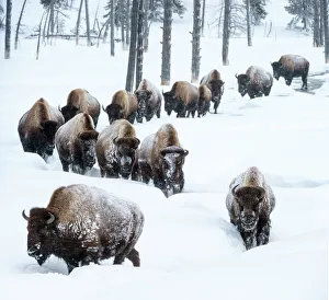 Herd of American bison (Bison bison) in snow, Yellowstone National Park, Wyoming, Yellowstone Herd of American bison (Bison bison) in snow, Yellowstone National Park, Wyoming, Yellowstone