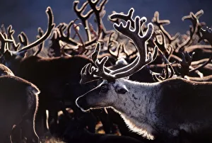 Herd of Reindeer {Rangifer tarandus} Russia Herd of Reindeer {Rangifer tarandus} Russia