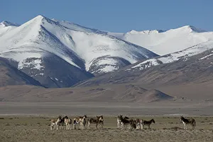 Herd of Tibetan Wild Ass (Equus kiang) with view of snow capped mountains behind Herd of Tibetan Wild Ass (Equus kiang) with view of snow capped mountains behind