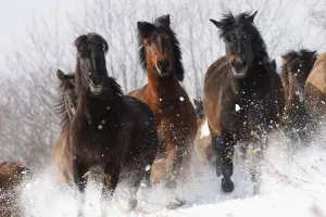 Herd of wild Carpathian Ponies / Hurcul (Equus caballus) running in snow. Bieszczady Herd of wild Carpathian Ponies / Hurcul (Equus caballus) running in snow. Bieszczady