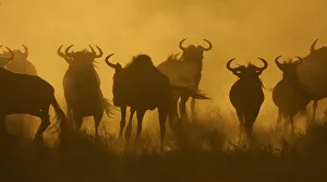 Herd of Wildebeest (Connochaetes taurinus) silhouetted at dusk, Serengeti NP, Tanzania Herd of Wildebeest (Connochaetes taurinus) silhouetted at dusk, Serengeti NP, Tanzania