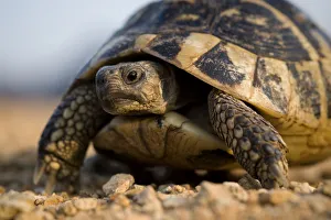 Hermanns tortoise (Testudo hermanni) portrait, near Meteora, Greece, October 2008 Hermanns tortoise (Testudo hermanni) portrait, near Meteora, Greece, October 2008