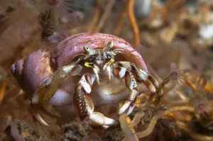 Hermit crab (Pagurus bernhardus) on yellow sponge, Loch Etive, west coast of Scotland Hermit crab (Pagurus bernhardus) on yellow sponge, Loch Etive, west coast of Scotland