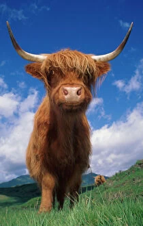 Images Dated 25th June 2004: Highland cattle bull portrait {Bos taurus} Scotland UK