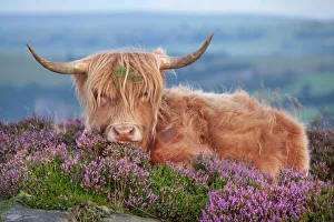 Highland cow lying on Heather, Curbar Edge, Peak District National Park, Derbyshire Highland cow lying on Heather, Curbar Edge, Peak District National Park, Derbyshire