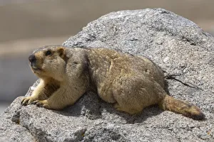 Himalayan marmot (Marmota himalayana) sun bathing on rock, Mount Kailash, Tibet Himalayan marmot (Marmota himalayana) sun bathing on rock, Mount Kailash, Tibet
