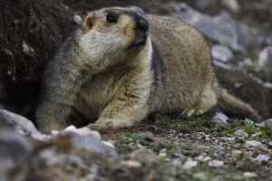 Himalayan marmot (Marmota himalayana) valley near Yushu, Tibetan Plateau, Qinghai, China Himalayan marmot (Marmota himalayana) valley near Yushu, Tibetan Plateau, Qinghai, China