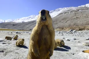 Himalayan marmot (Marmota himalayana). Chantang Wlidlife Sanctuary. Ladakh, India Himalayan marmot (Marmota himalayana). Chantang Wlidlife Sanctuary. Ladakh, India
