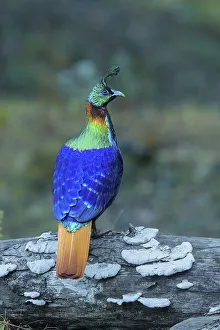 Himalayan monal (Lophophorus impejanus) male perched on branch, Uttarakhand, India Himalayan monal (Lophophorus impejanus) male perched on branch, Uttarakhand, India