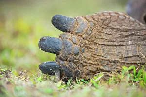 Animal Feet Collection: Detail of hind toes of Alcedo giant tortoise (Chelonoidis vandenburghi), Alcedo Volcano