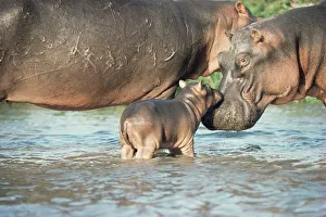 Hippopotamus and calf {Hippopotamus amphibius} Virunga NP, Congo Hippopotamus and calf {Hippopotamus amphibius} Virunga NP, Congo