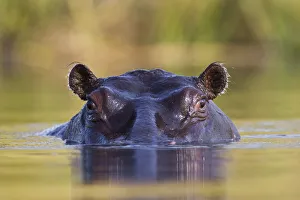Hippopotamus {Hippopotamus amphibius}, Moremi Wildlife Reserve, Botswana Hippopotamus {Hippopotamus amphibius}, Moremi Wildlife Reserve, Botswana