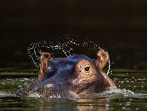 Hippopotamus (Hippopotamus amphibius) ears flicking water when opening after surfacing Hippopotamus (Hippopotamus amphibius) ears flicking water when opening after surfacing