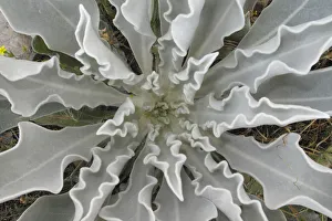 Hoary mullein (Verbascum pulverulentum) leaf whorl, Stenje region, Lake Macro Prespa Hoary mullein (Verbascum pulverulentum) leaf whorl, Stenje region, Lake Macro Prespa