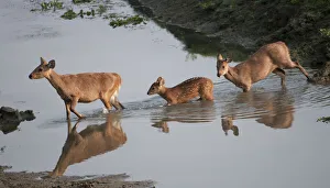 Hog Deer (Cervus / Axis / Hyelaphus porcinus) crossing a stream. Kaziranga National Park Hog Deer (Cervus / Axis / Hyelaphus porcinus) crossing a stream. Kaziranga National Park