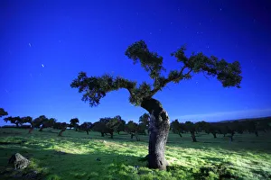 Holm oak tree {Quercus ilex} at night, Spain Holm oak tree {Quercus ilex} at night, Spain