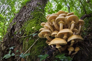 Physalacriaceae Collection: Honey Fungus (Armillaria mellea) growing on mature Ash tree (Fraxinus excelsior)
