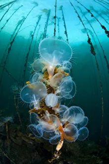 Hooded nudibranchs (Melibe leonina) filter feeding beneath bull kelp Hooded nudibranchs (Melibe leonina) filter feeding beneath bull kelp