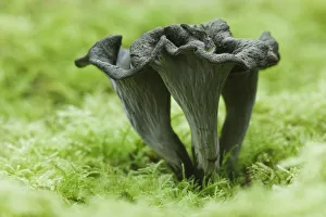 Horn of Plenty / Black Chanterelle (Craterellus cornucopioides) mushroom. Ebernoe Common Horn of Plenty / Black Chanterelle (Craterellus cornucopioides) mushroom. Ebernoe Common