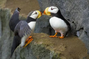 Horned puffins (Fratercula corniculata), one landing with outspread wings, to join Horned puffins (Fratercula corniculata), one landing with outspread wings, to join