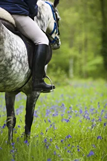 Horse and rider trekking through bluebell wood Brecon Beacons National Park, Powys Horse and rider trekking through bluebell wood Brecon Beacons National Park, Powys