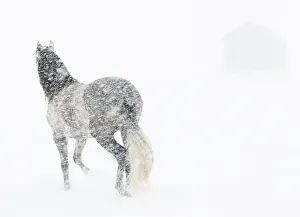 Horse in snow storm with shed in background, USA Horse in snow storm with shed in background, USA