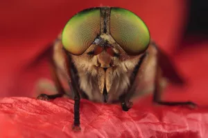 Horsefly (Tabanus sp) head portrait, Stenje region, Galicica National Park, Macedonia Horsefly (Tabanus sp) head portrait, Stenje region, Galicica National Park, Macedonia