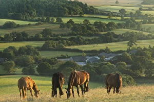 Agricultural Land Collection: Horsesgrazing on Bulbarrow Hill at dawn, Dorset, England, UK, July 2014