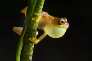 Hourglass treefrog (Dendropsophus ebraccatus) male with inflated vocal sac calling at Hourglass treefrog (Dendropsophus ebraccatus) male with inflated vocal sac calling at