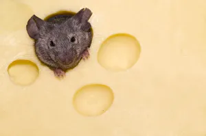 House Mouse (Mus musculus) peering through hole in cheese. Captive House Mouse (Mus musculus) peering through hole in cheese. Captive