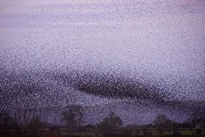 Huge flock of Common starlings (Sturnus vulgaris) flying in to roost over the reed beds at dusk Huge flock of Common starlings (Sturnus vulgaris) flying in to roost over the reed beds at dusk