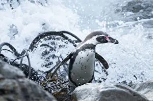 Humboldt penguin (Spheniscus humboldti) returning on shore with kelp. Tilgo Island Humboldt penguin (Spheniscus humboldti) returning on shore with kelp. Tilgo Island