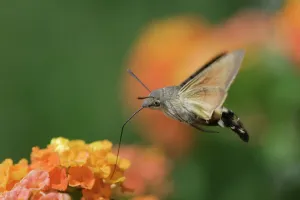 Hummingbird Hawk-moth {Macroglossum stellatarum} adult in flight drinking nectar Hummingbird Hawk-moth {Macroglossum stellatarum} adult in flight drinking nectar