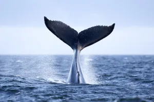 Humpback Whale (Megaptera novaeangliae) tail slapping, tail lob, lobtailing. Vancouver Island Humpback Whale (Megaptera novaeangliae) tail slapping, tail lob, lobtailing. Vancouver Island