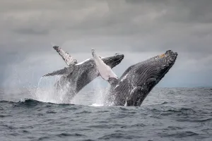 Humpback whale (Megaptera novaeangliae) two breaching at the same time together Humpback whale (Megaptera novaeangliae) two breaching at the same time together