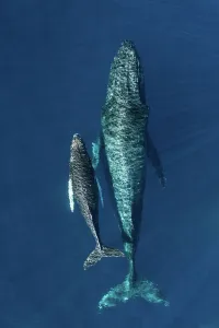Humpback whale (Megaptera novaeangliae) female and calf, aerial view Humpback whale (Megaptera novaeangliae) female and calf, aerial view