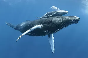Prints for your Bathroom Collection: Humpback whale (Megaptera novaeangliae) calf Tahafa male with injured pectoral fin