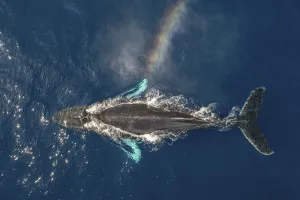 Humpback whale (Megaptera novaeangliae) spouting, rainbow effect created in spray Humpback whale (Megaptera novaeangliae) spouting, rainbow effect created in spray
