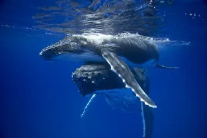 Humpback whale mother pushing her calf up to the surface (Megaptera novaeangliae) Humpback whale mother pushing her calf up to the surface (Megaptera novaeangliae)