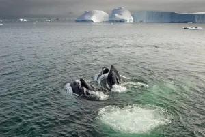 Humpback whales (Megaptera novaeangliae) surfacing and feeding in the waters off Humpback whales (Megaptera novaeangliae) surfacing and feeding in the waters off