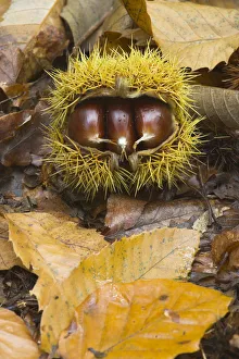 Husk of Sweet Chestnut (Castanea sativa) with three edible nuts. UK, Europe, October Husk of Sweet Chestnut (Castanea sativa) with three edible nuts. UK, Europe, October