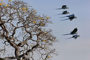 Hyacinth Macaw (Anodorhynchus hyacinthinus) small group in flight, Brazil Hyacinth Macaw (Anodorhynchus hyacinthinus) small group in flight, Brazil
